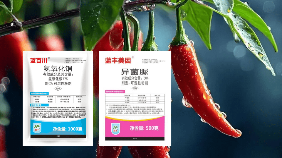 辣椒疫病与青枯病田间识别对比