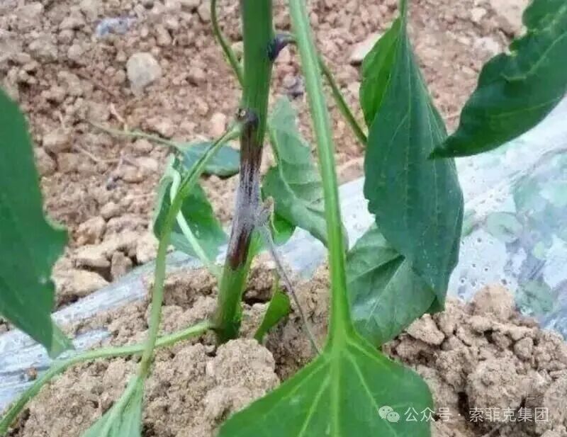 辣椒疫病病株——茎基部水渍状缢缩、叶片蔫垂