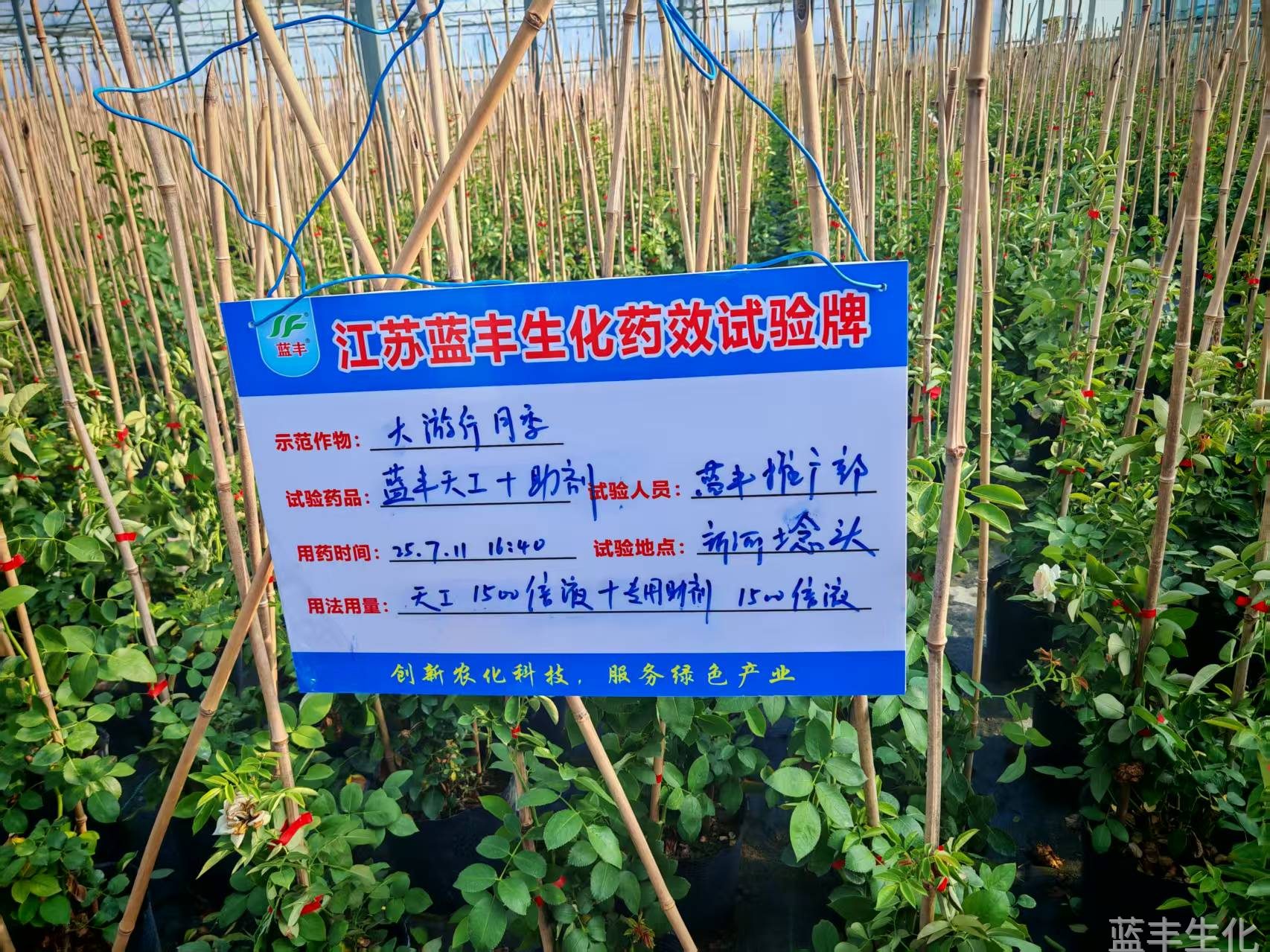 药效实验